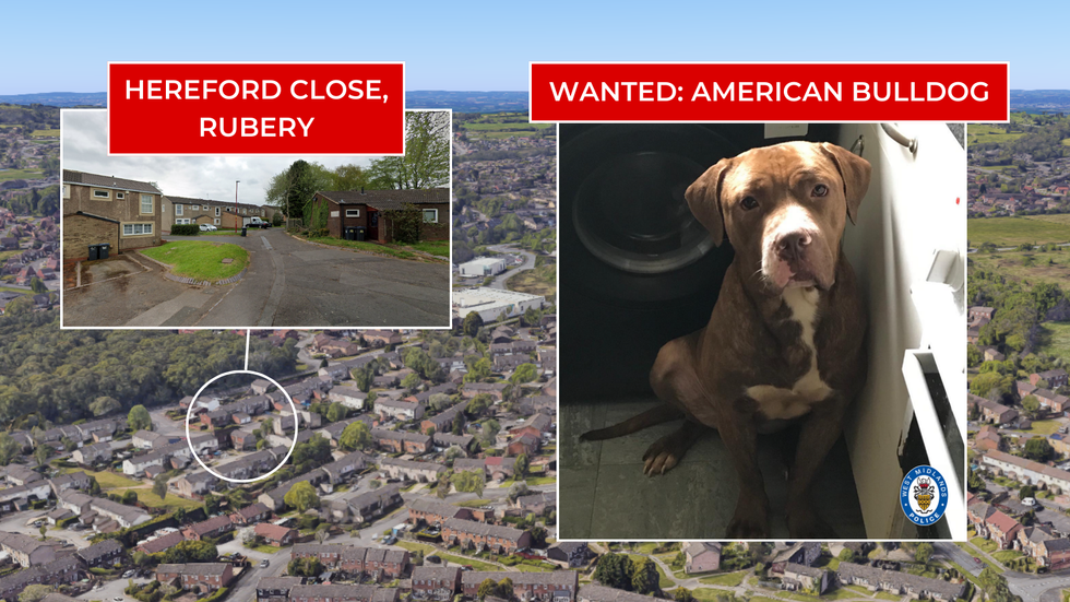 Rubery/American bulldog