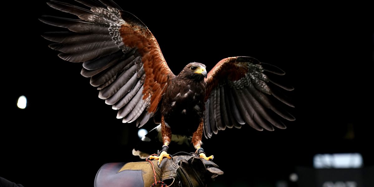 NextImg:Hawk hired as 'head of seagull security' to protect visitors at boat show from having their chips stolen