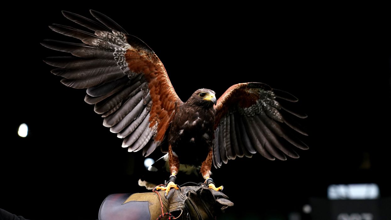 Rufus the hawk