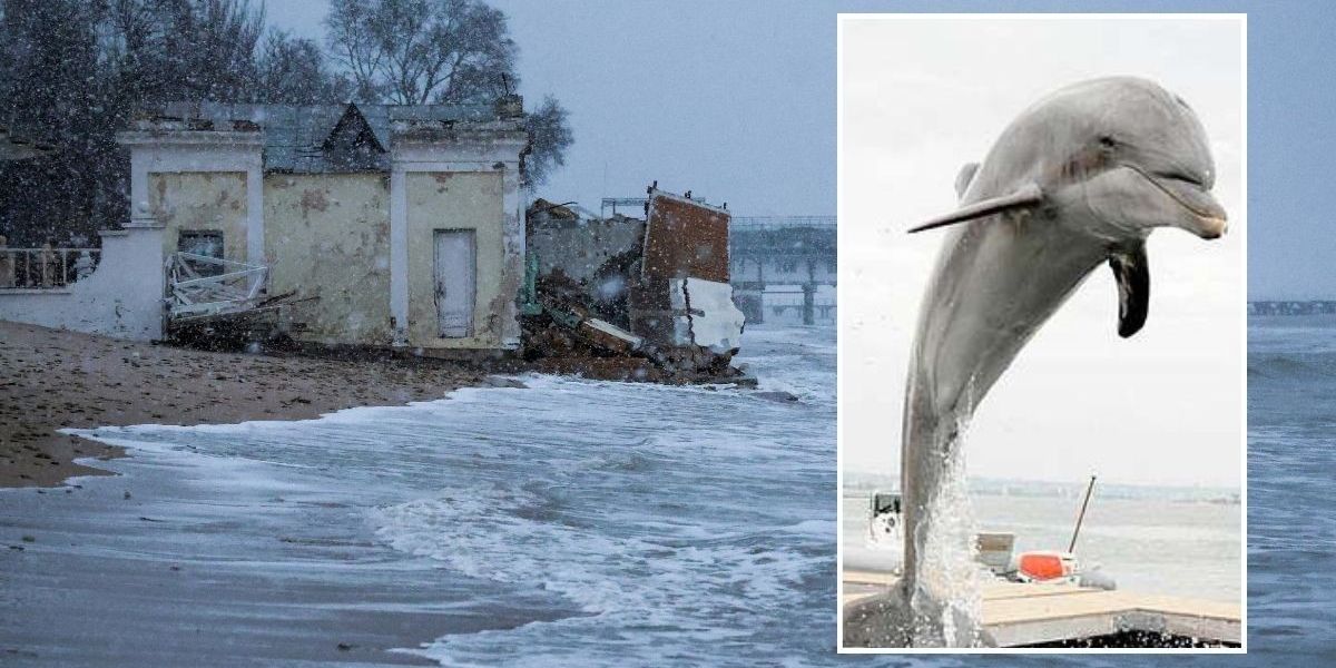 NextImg:Putin's specially trained military dolphins 'wiped out' after worst storm in a century