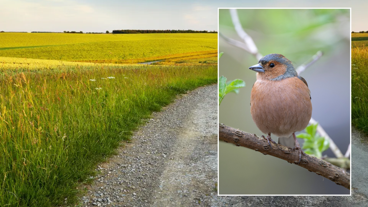 Rutland field / bird on brand in Rutland