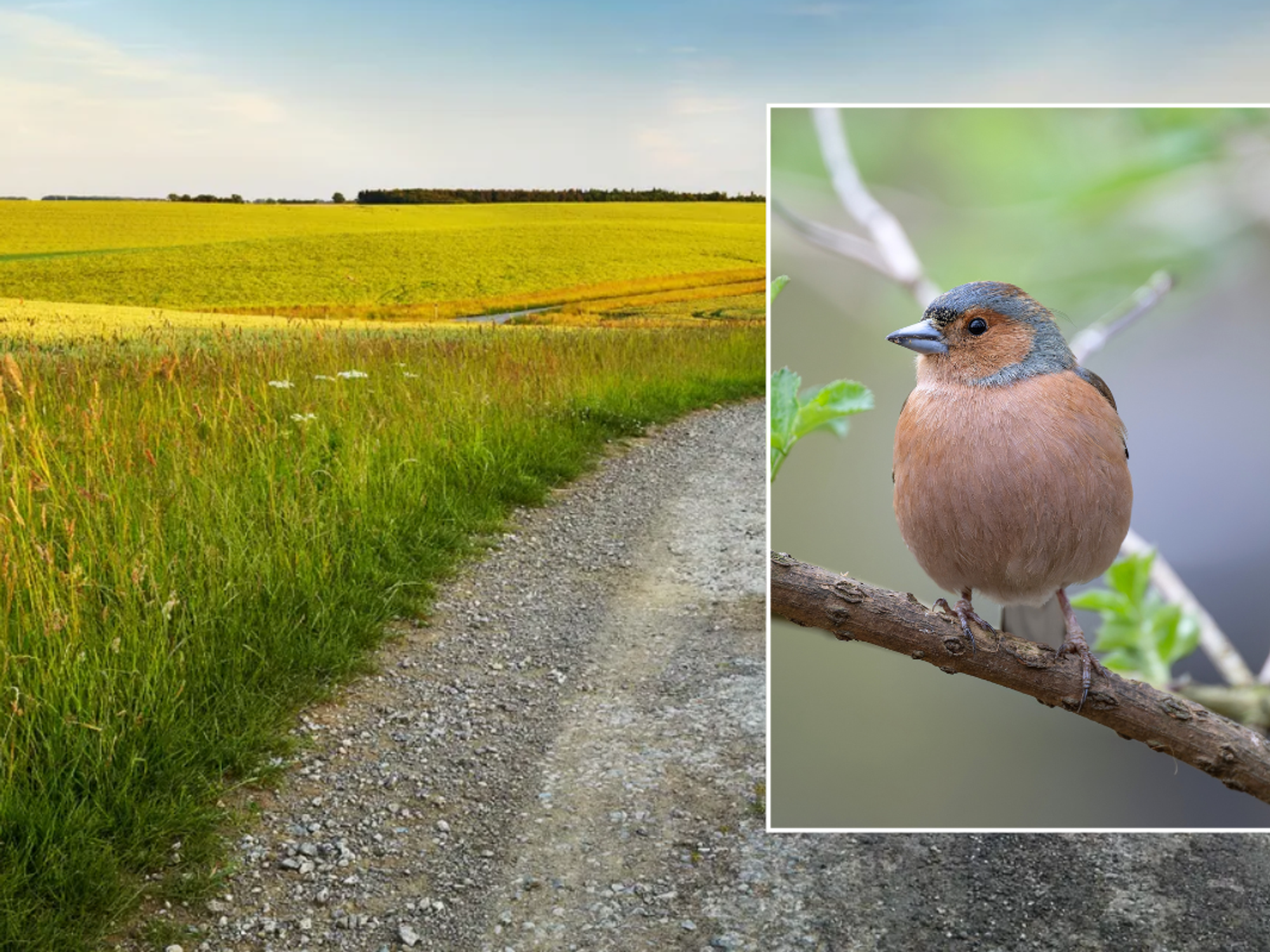 Rutland field / bird on brand in Rutland