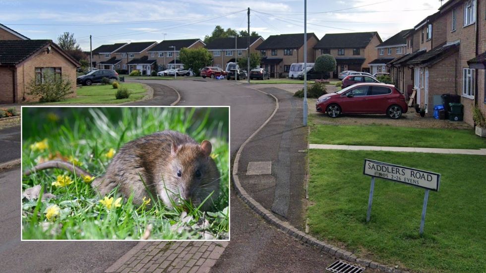 Saddlers Road alongside inset of a rat