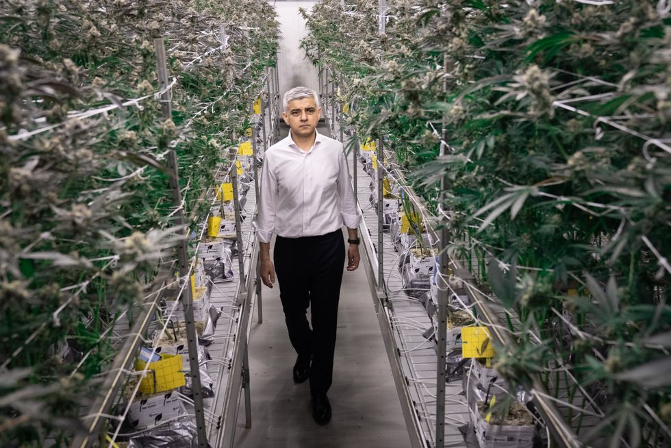 Sadiq Khan at cannabis farm