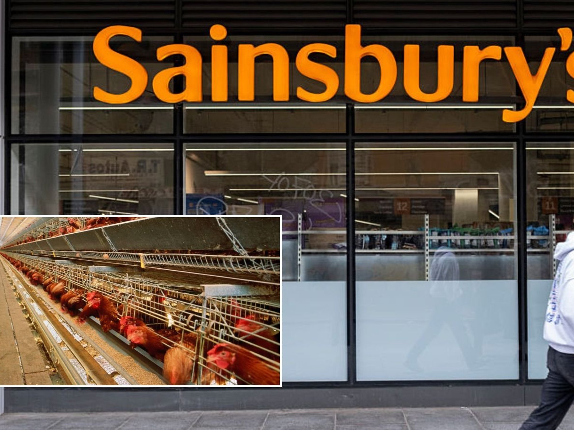 Sainsbury's, chickens on a farm