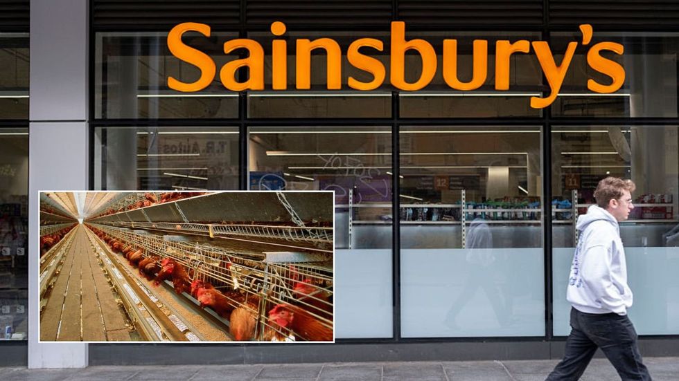 Sainsbury's, chickens on a farm