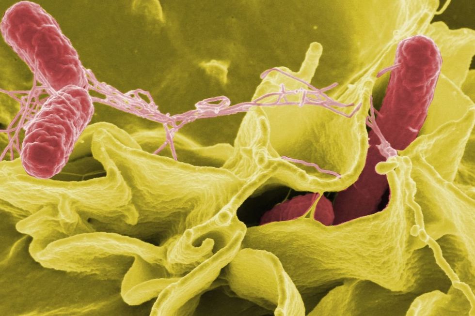 SALMONELLA bacterium