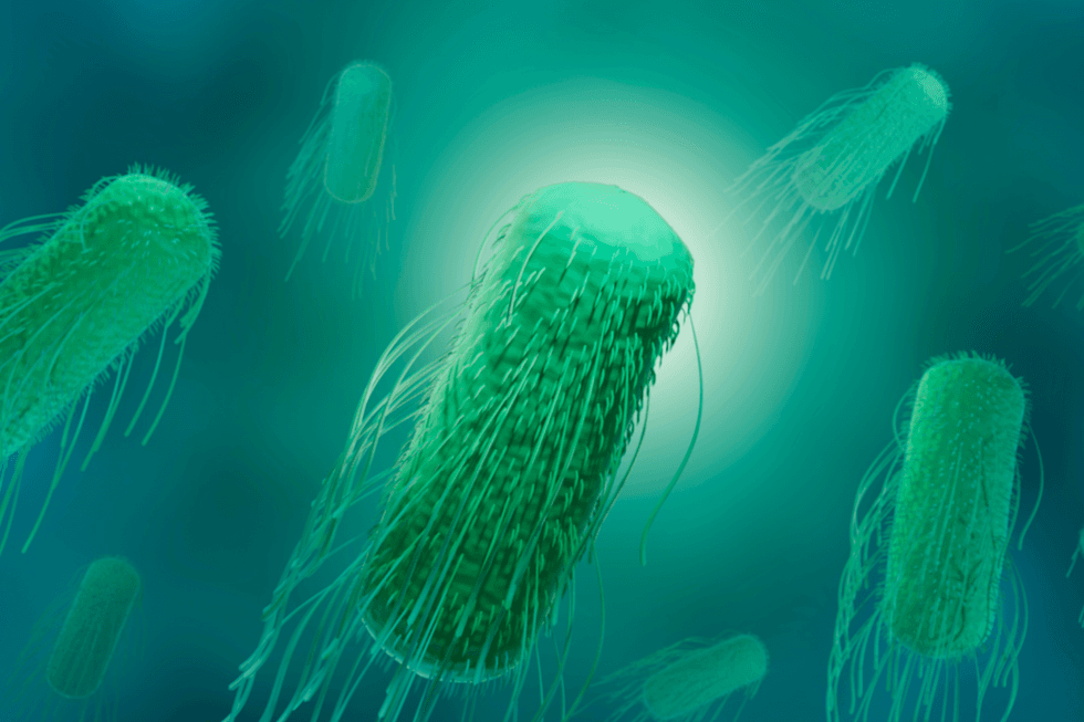 Salmonella bacterium