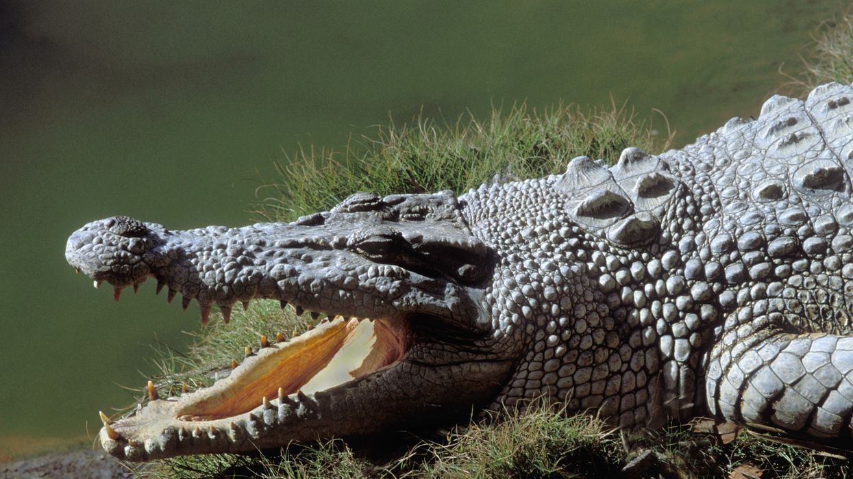 Saltwater crocodile in Australia