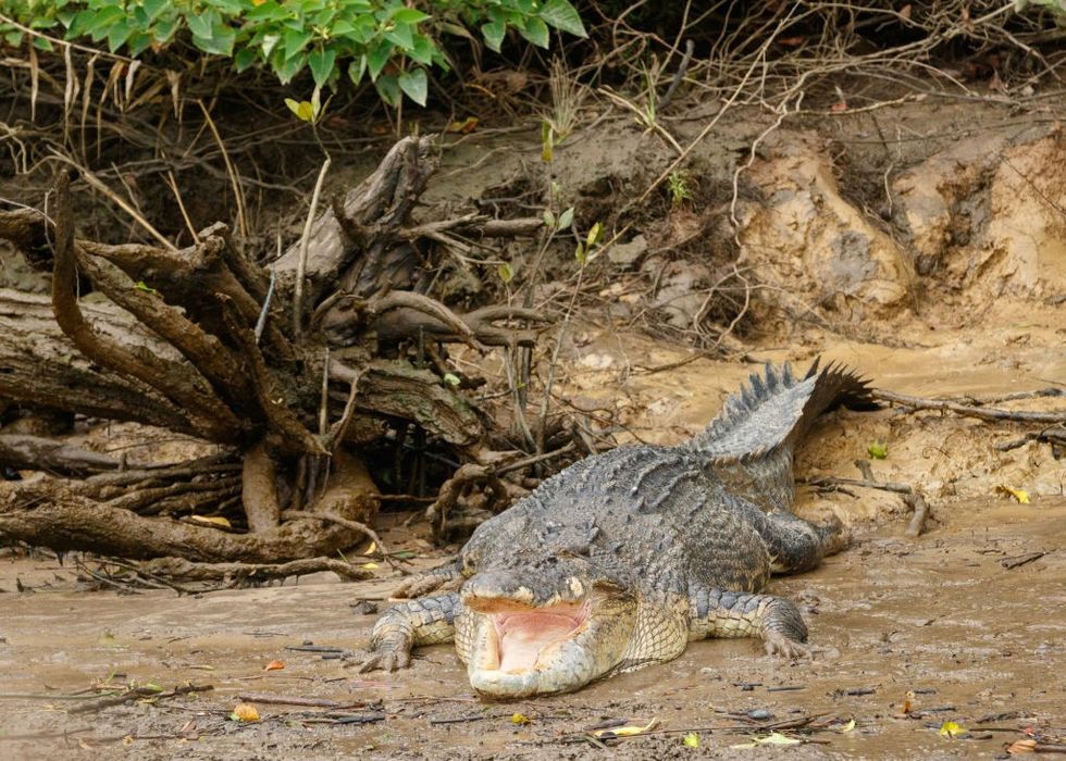 Saltwater crocodile