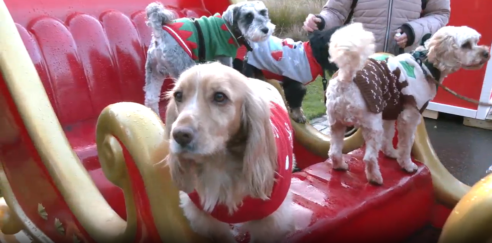 Santa Paws Edinburgh