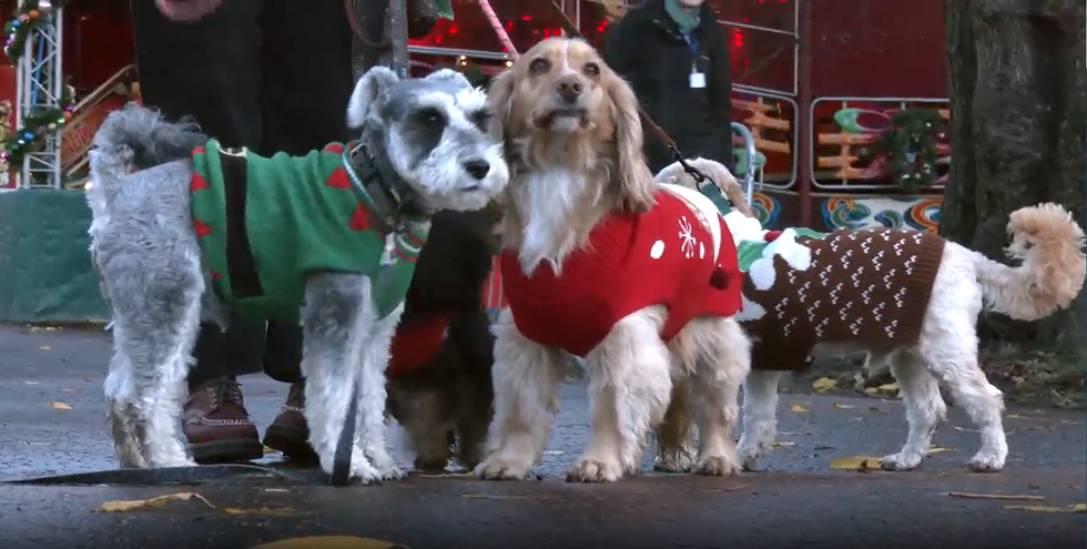 Santa Paws Edinburgh