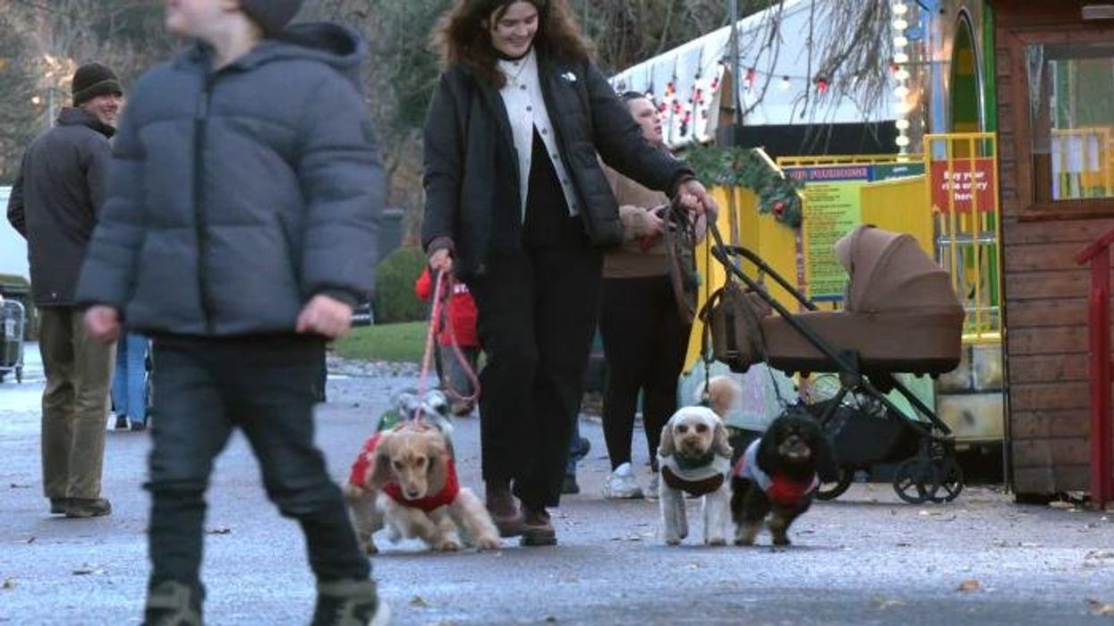 British dogs aiming to break world record for most pups wearing Christmas jumpers