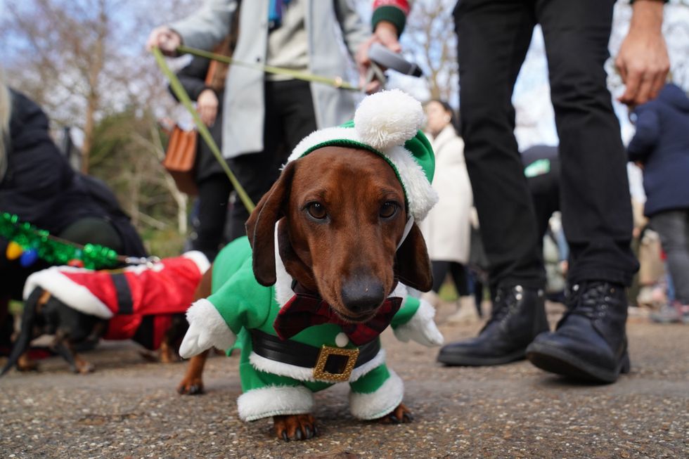 Sausage dog