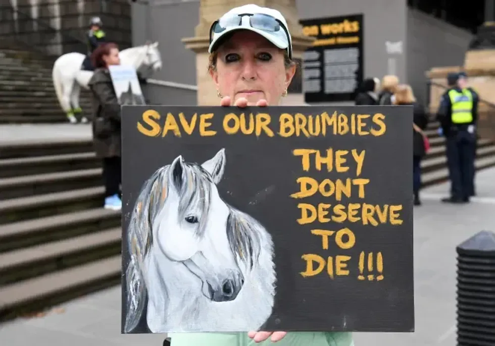 Save our Brumbies campaign in Sydney