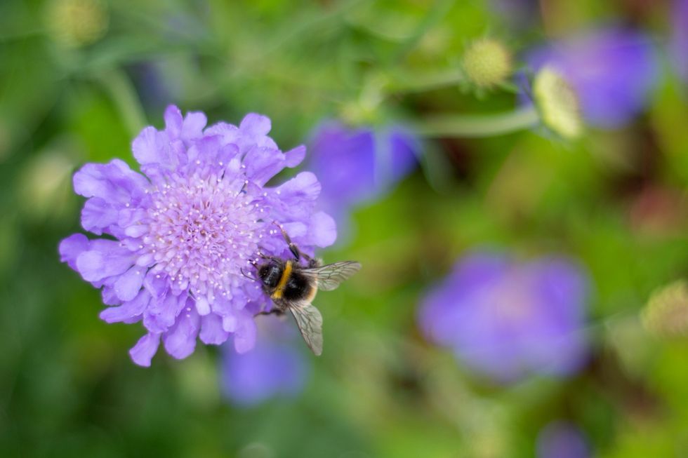 Scabious flower with a bee