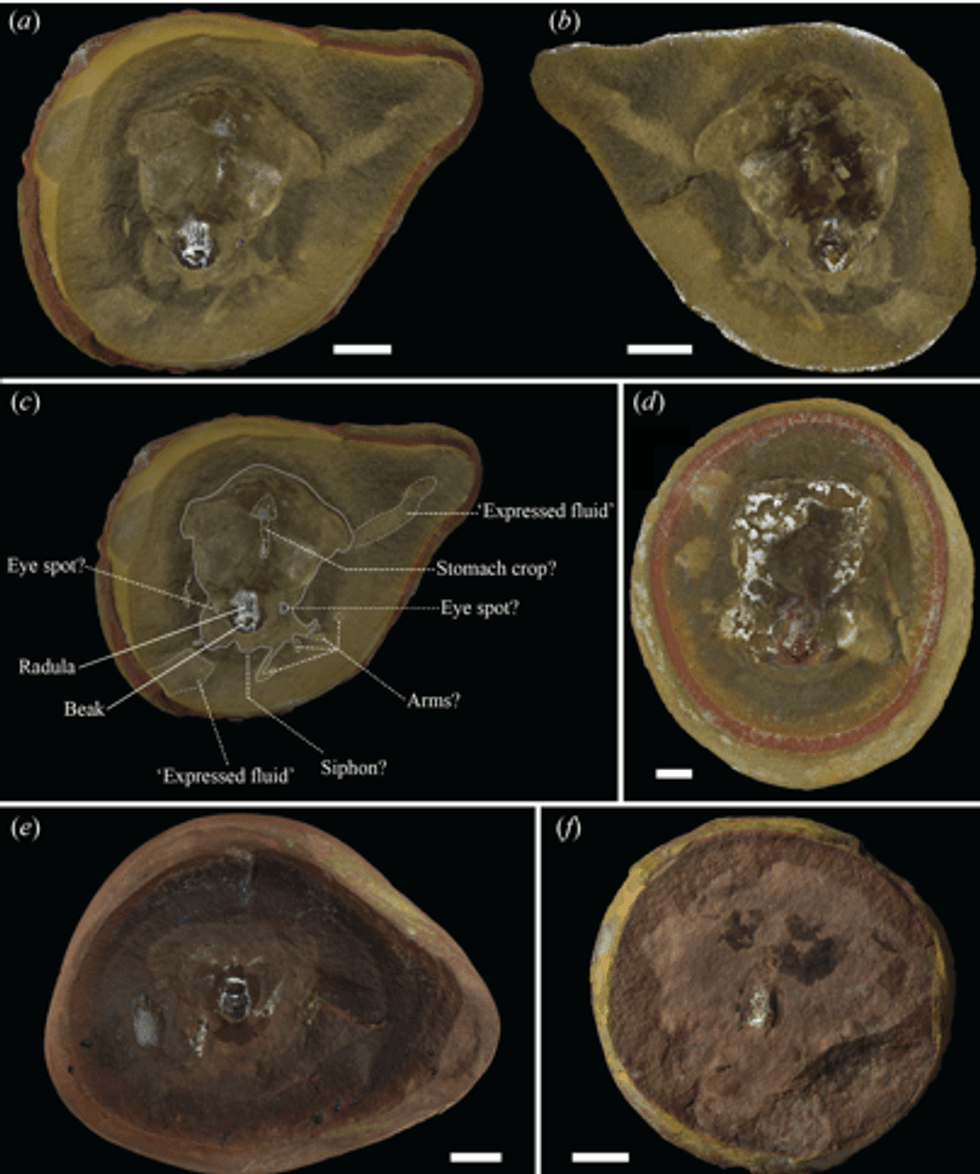 Scientific scans of the fossil