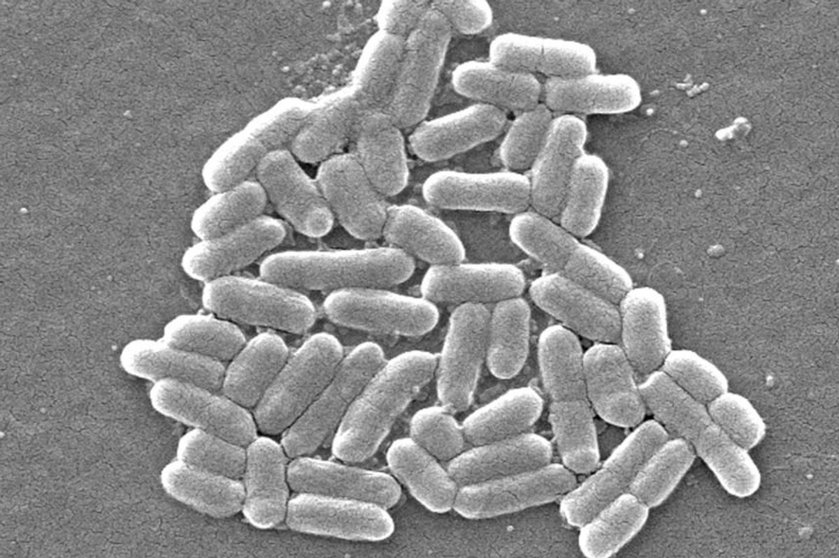 Scientists observed the E Coli micro-organism