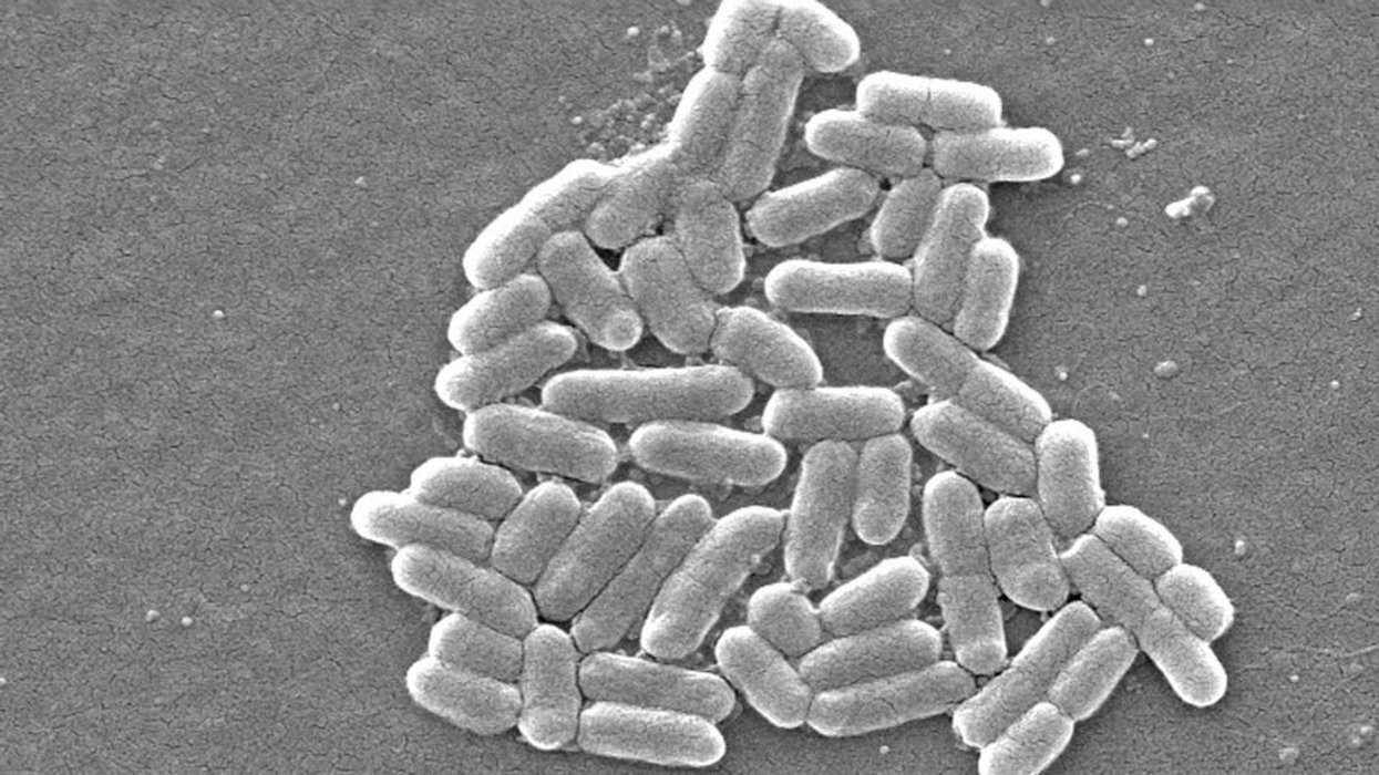 Scientists observed the E Coli micro-organism