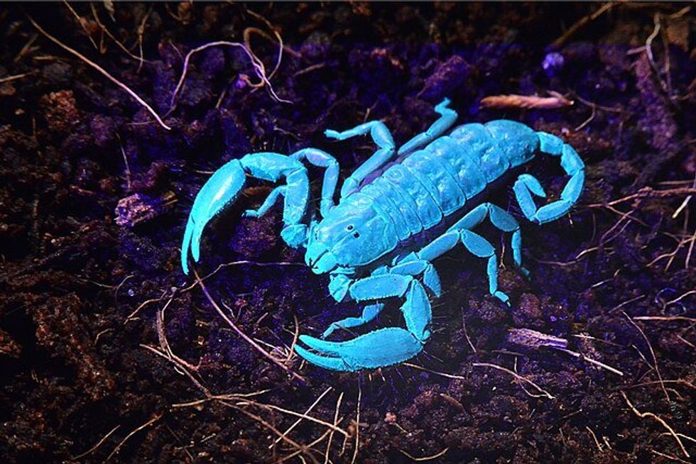Scorpion UV light