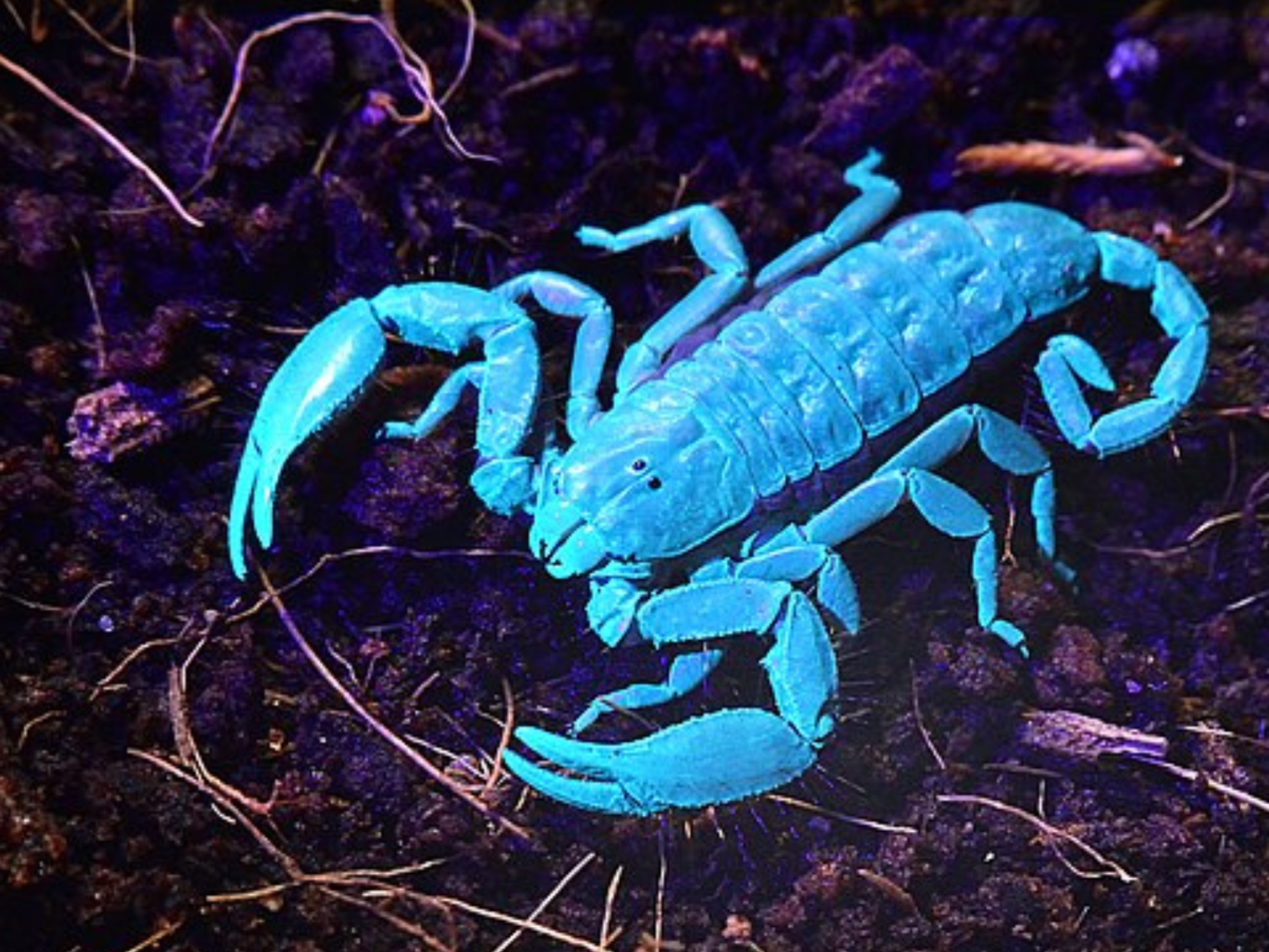 Scorpion UV light