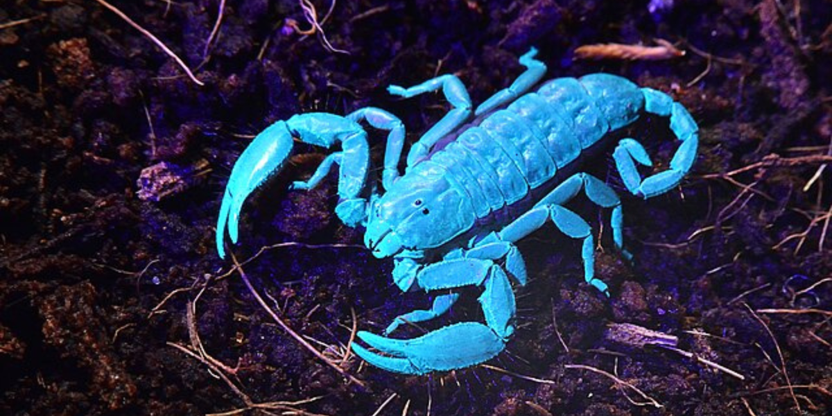 NextImg:New study finds all living creatures emit 'strange glow' that extinguishes on death