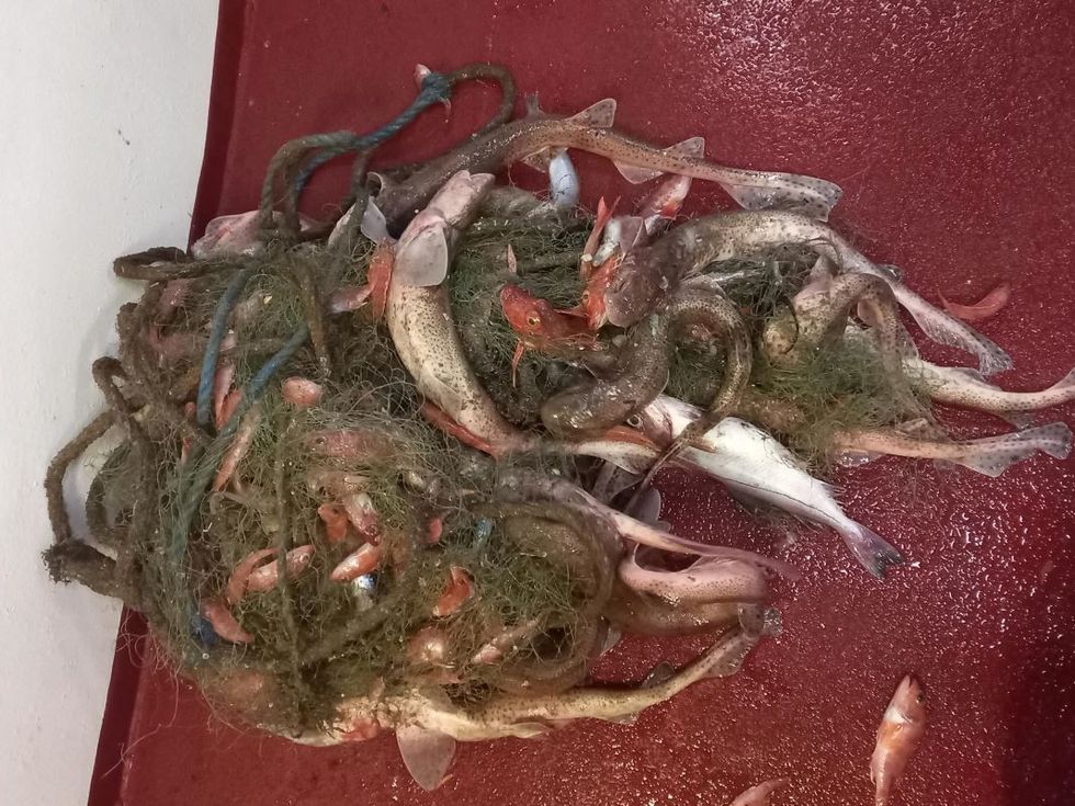 Scottish Government Marine Directorate were unable to provide any evidence of EU vessels' rubbish logs being checked or fines administered for offenders