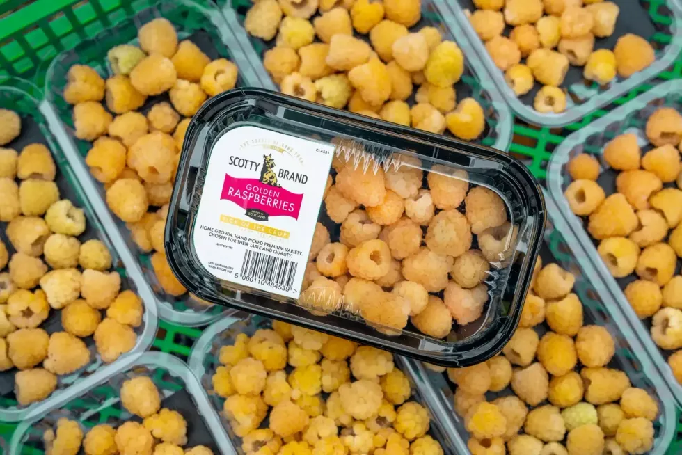 Scotty Brand Golden Raspberries
