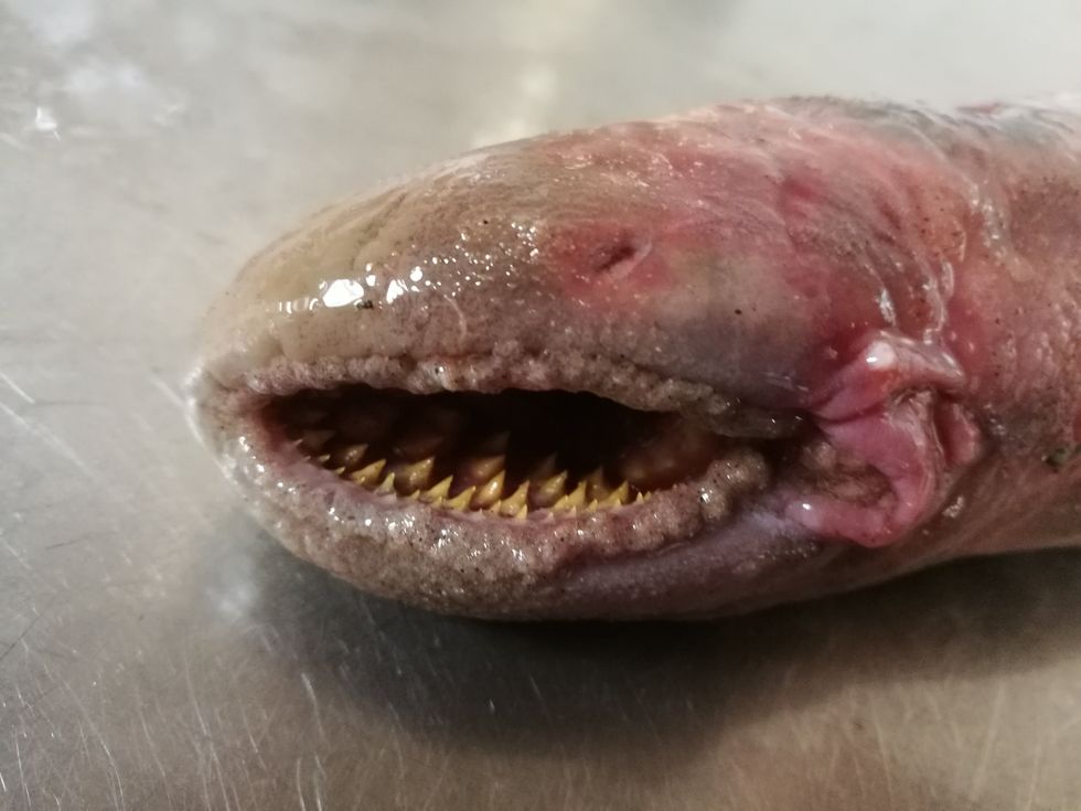 Sea lamprey