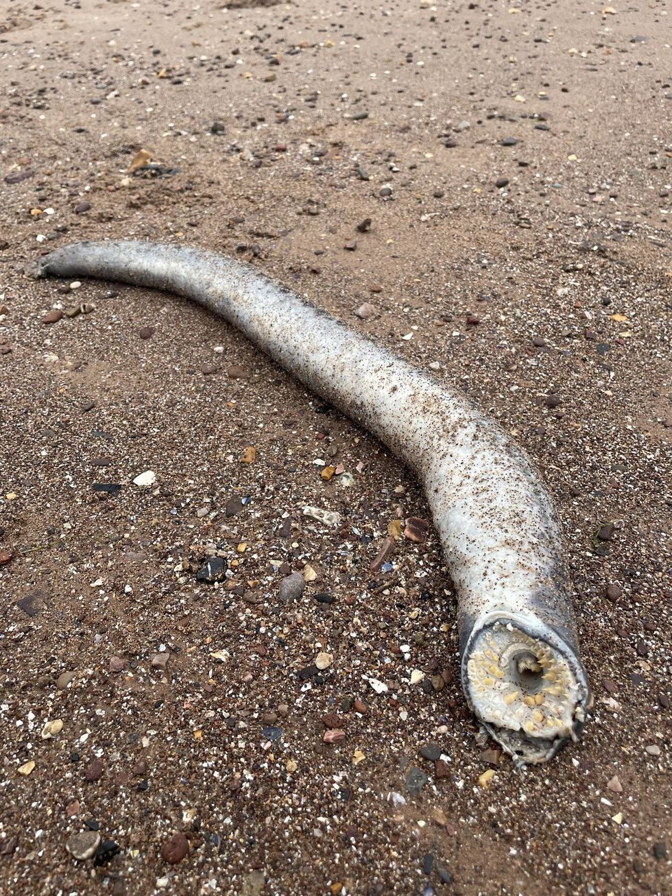 Sea lamprey