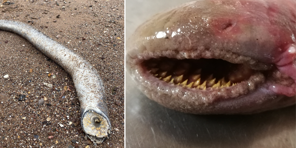 NextImg:Blood-sucking 'vampire' creature with mouth full of swirling teeth found on Devon beach
