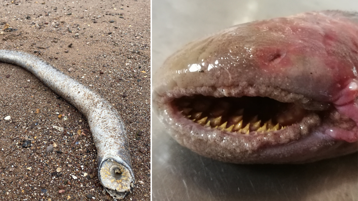 Sea lamprey