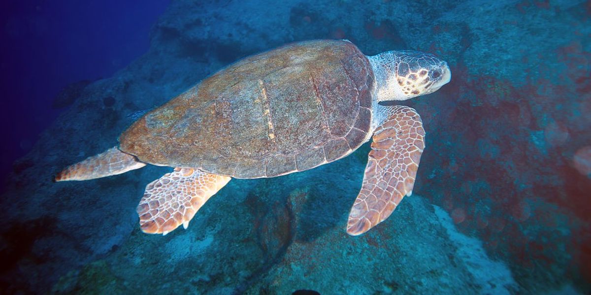 NextImg:Nine children dead after eating sea turtle meat while on holiday