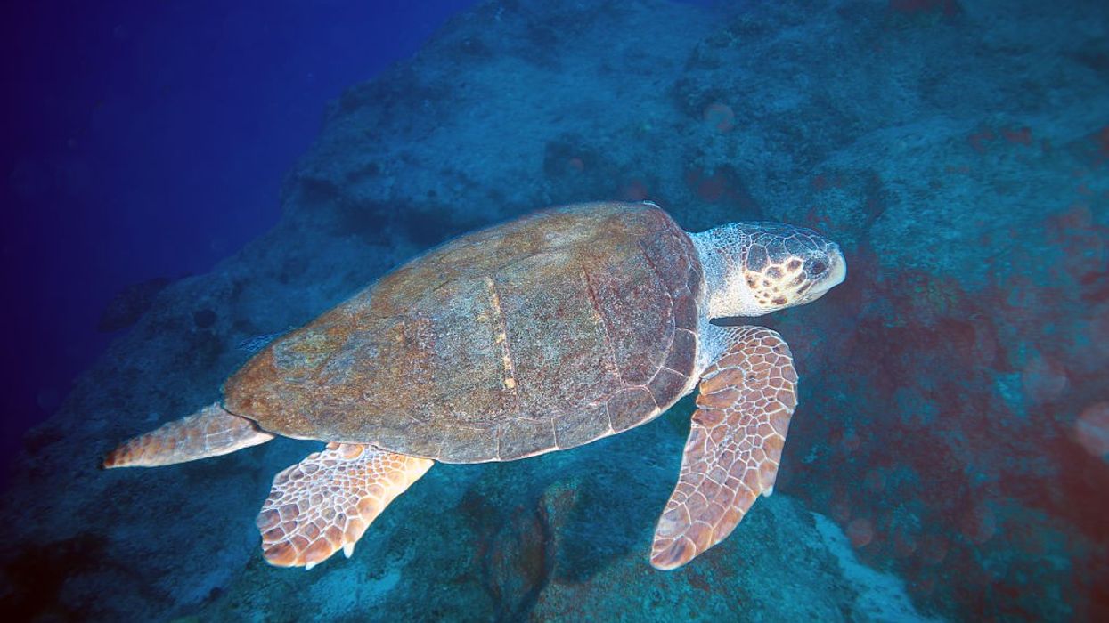 Sea turtle meat in Zanzibar