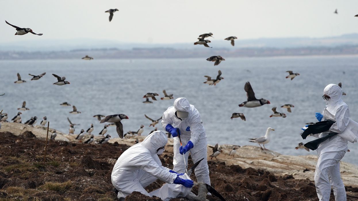 Thousands of seabirds dying as Avian Flu rips through colonies