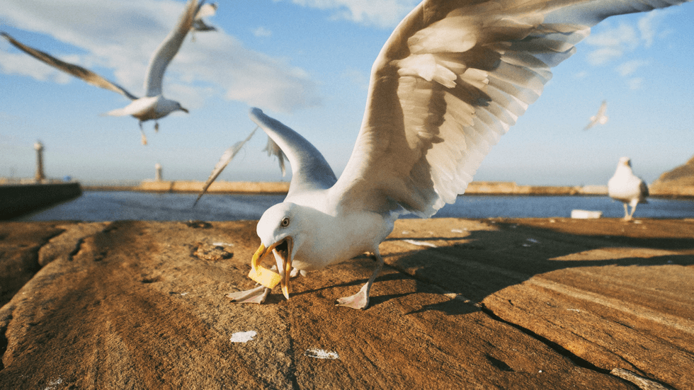 Seagull eating chip by the sea