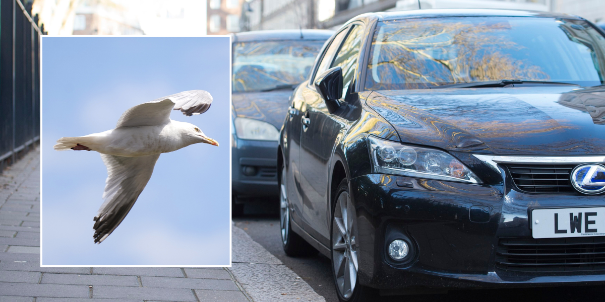 NextImg:Drivers issued urgent warning as 'drunk' seagulls attack cars and cause 'unexpected trouble'
