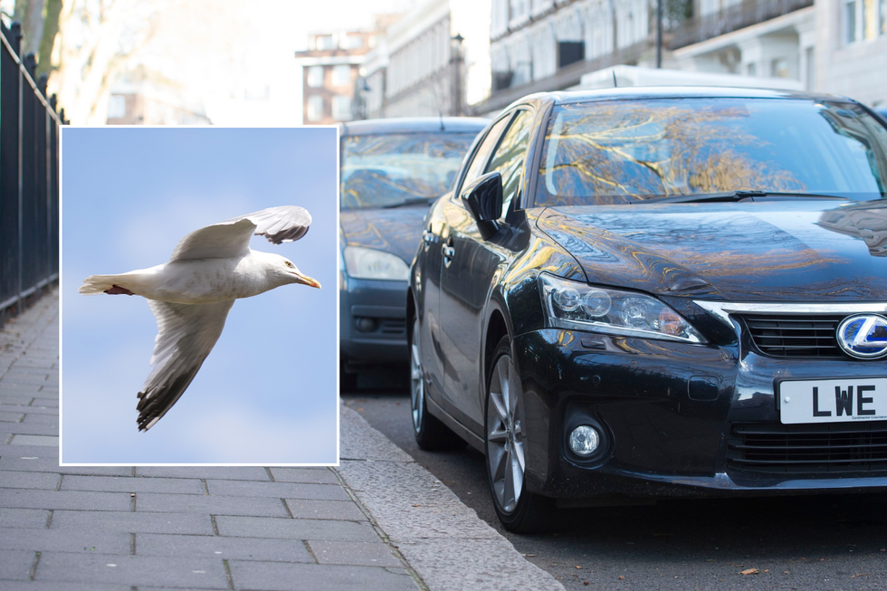 Seagull flying and cars parked