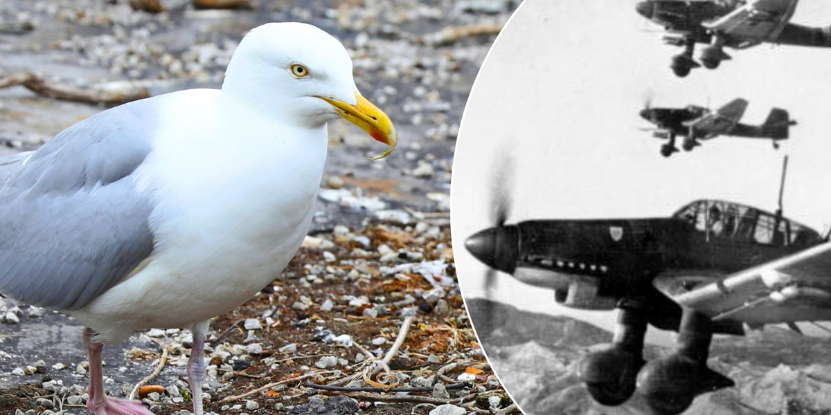 NextImg:'Luftwaffe' seagulls spark mental health 'epidemic' as they terrorise townsfolk