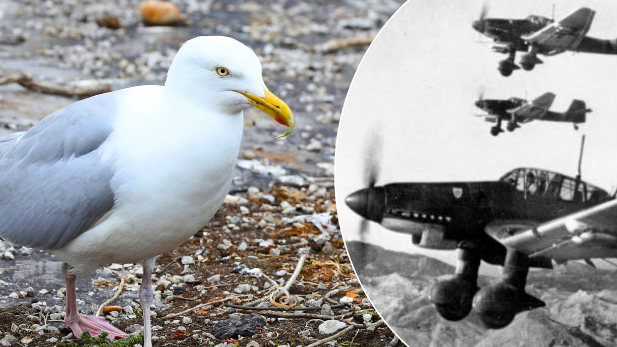 Seagull/Luftwaffe fighter planes