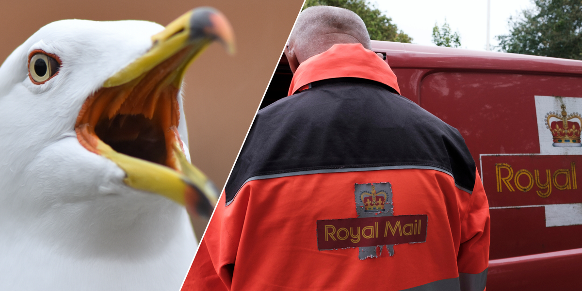 NextImg:Royal Mail workers left 'running for their lives' after being 'dive-bombed' by angry seagulls