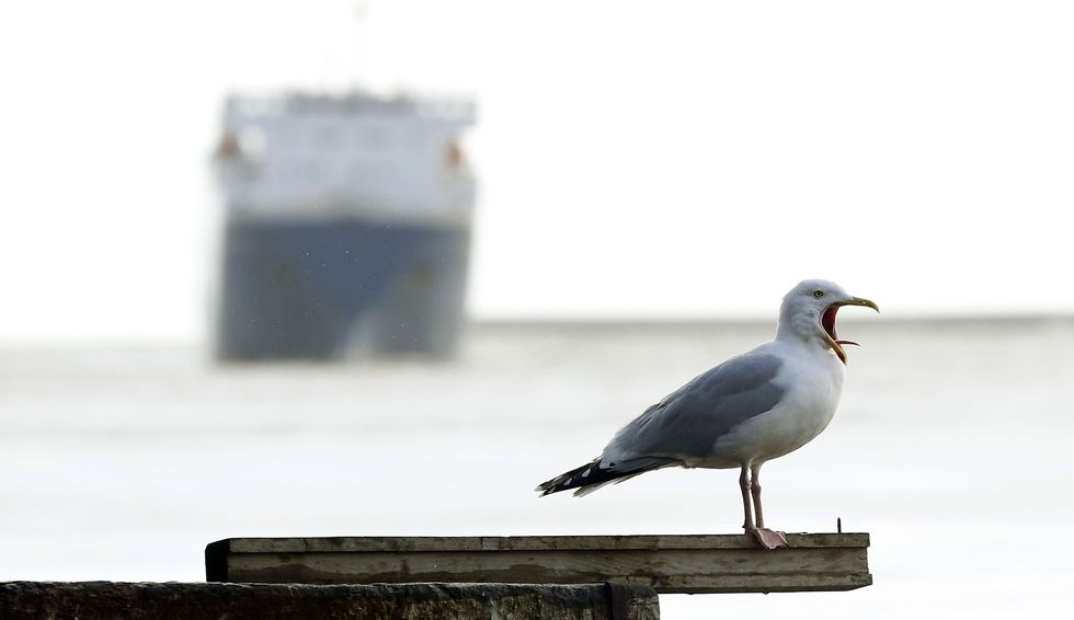 Seagull