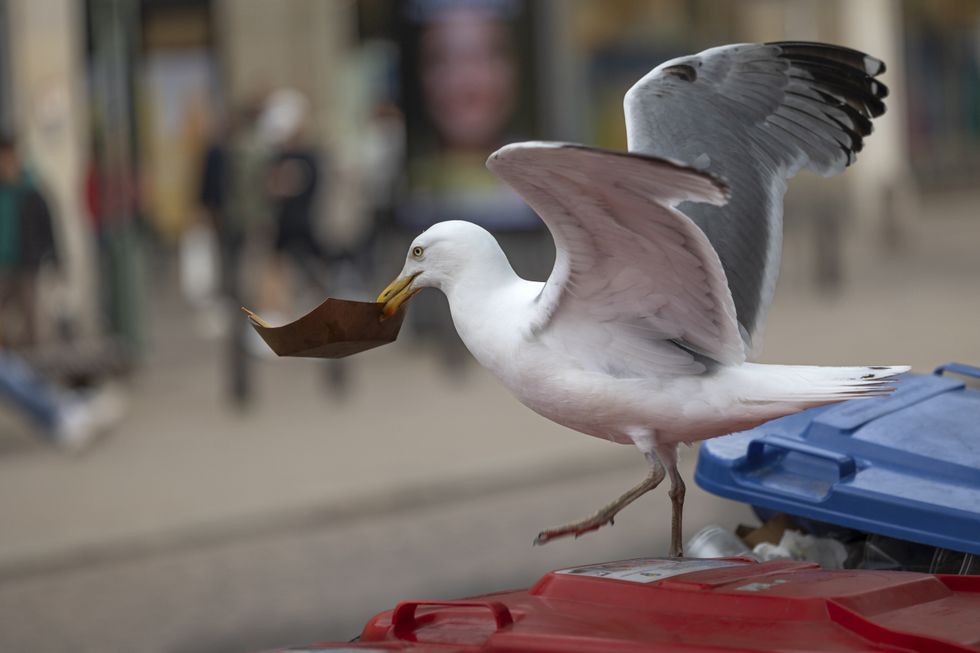 Seagull