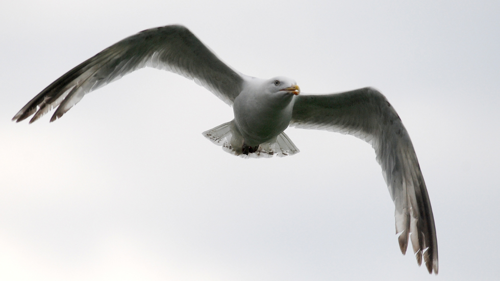 Seagull