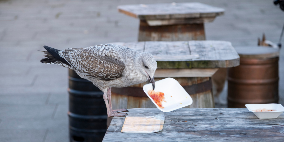 NextImg:Britons told to wave arms and 'draw googly eyes on takeaway boxes' to deter seagulls