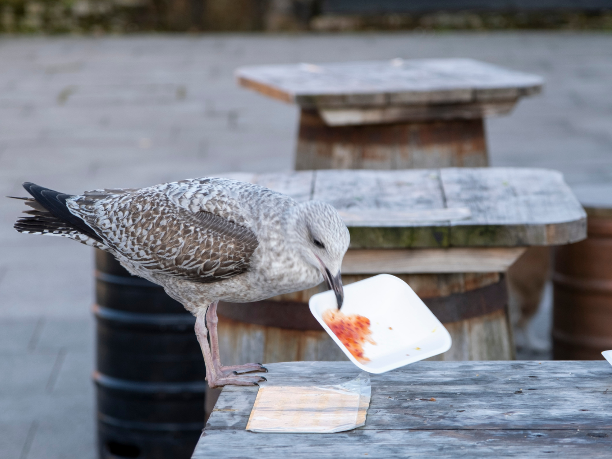 Seagull