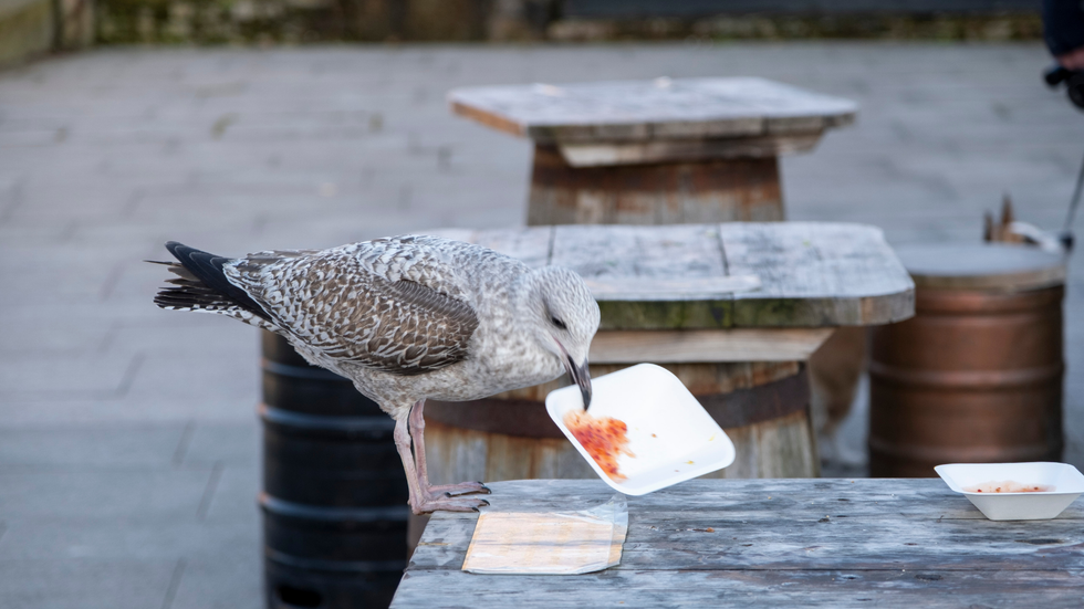 Seagull