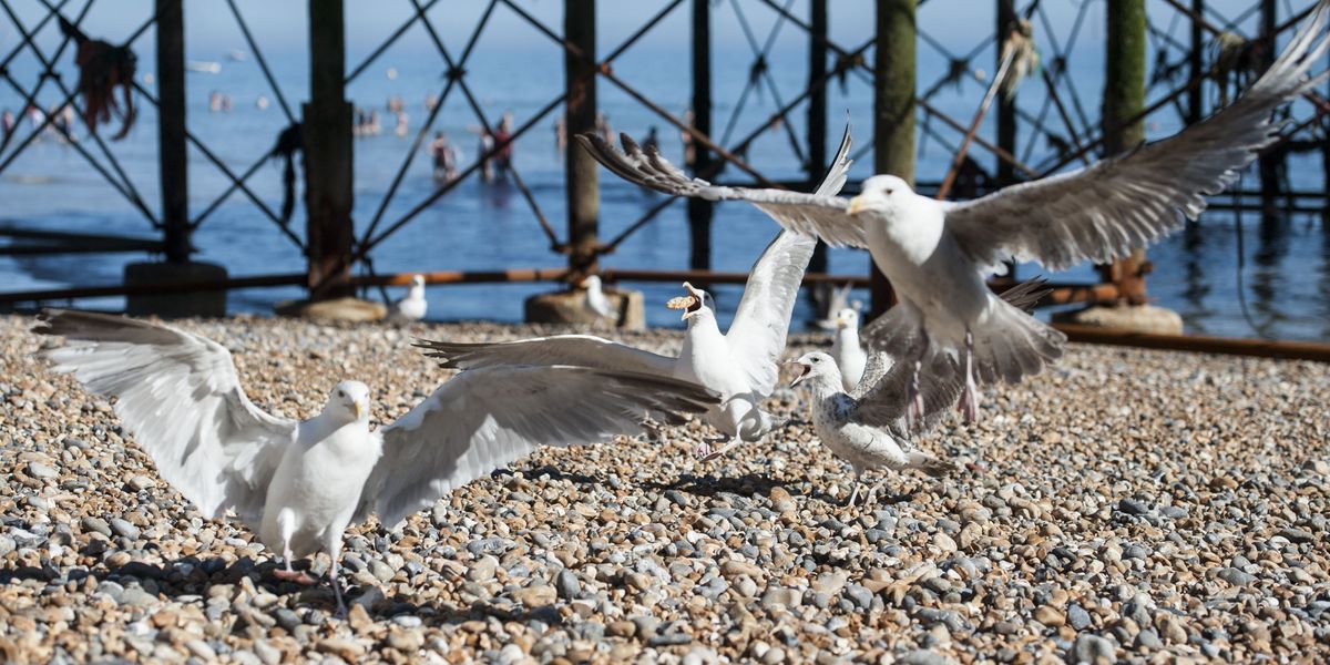 Council wages war on seagulls after children suffer ‘coordinated’ attack during Easter egg hunt Council wages war on seagulls after children suffer ‘coordinated’ attack during Easter egg hunt