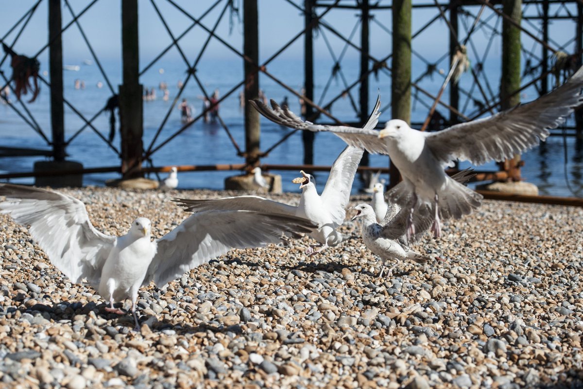 Seagulls on the beach