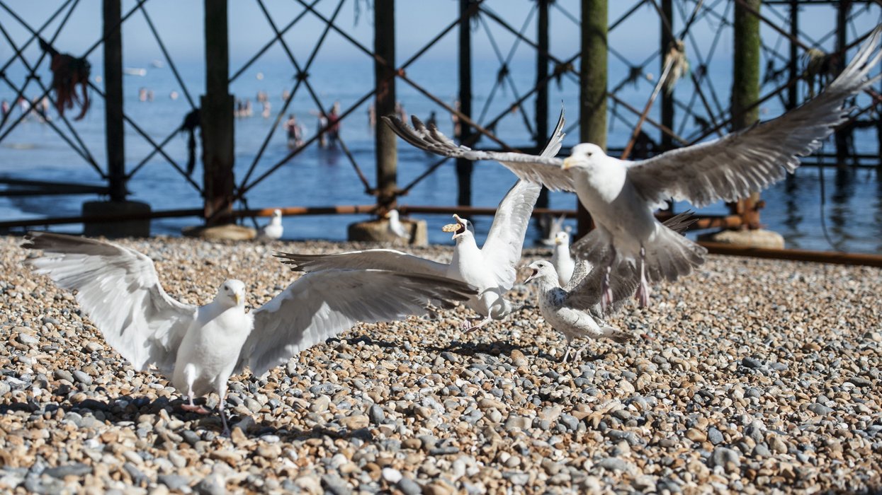 Seagulls on the beach